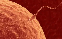 男性精子质量对生育有影响吗？这些坏习惯正在伤害精子