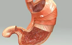 胃癌的类型是什么？胃癌和胃腺癌的区别是什么？