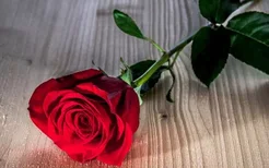 玫瑰花的经典传说故事 不同数量玫瑰花的花语