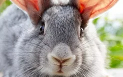 金吉拉兔的简介-金吉拉兔是怎样的？