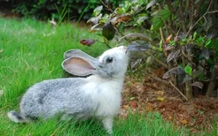青紫蓝兔怎么养？青紫蓝兔养殖方法